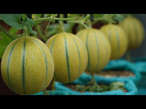 Video: Home Garden