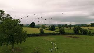 Drone the Crows!