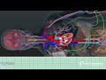 Aed in action  a 3d look inside the body