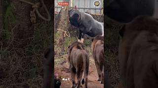 Download Lagu Aksi Nekat Domba Ngamuk❗ Singa Cuma Bisa Nonton Tanpa Berani Mendekat❗🦁🐏 MP3