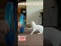 Reaction Funny Moment Cats Video#short #shorts #shortsvideo #ytshorts #reaction #viral #cats #kucing