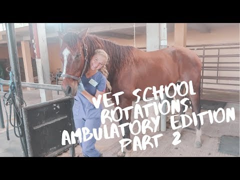VET SCHOOL ROTATIONS AMBULATORY EDITION PART 2 - YouTube