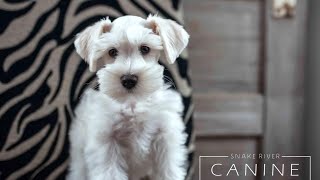 🤓🐶 Miniature Schnauzer Puppy Training - Dutch is so SMART! by Lani Larson 464 views 1 year ago 5 minutes, 27 seconds