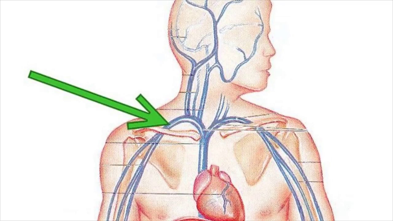 Яремная подключичная вены. Подключичная Вена топография. Яремная и подключичная Вена. Подключичная Вена анатомия. Подключичная Вена топографическая анатомия.