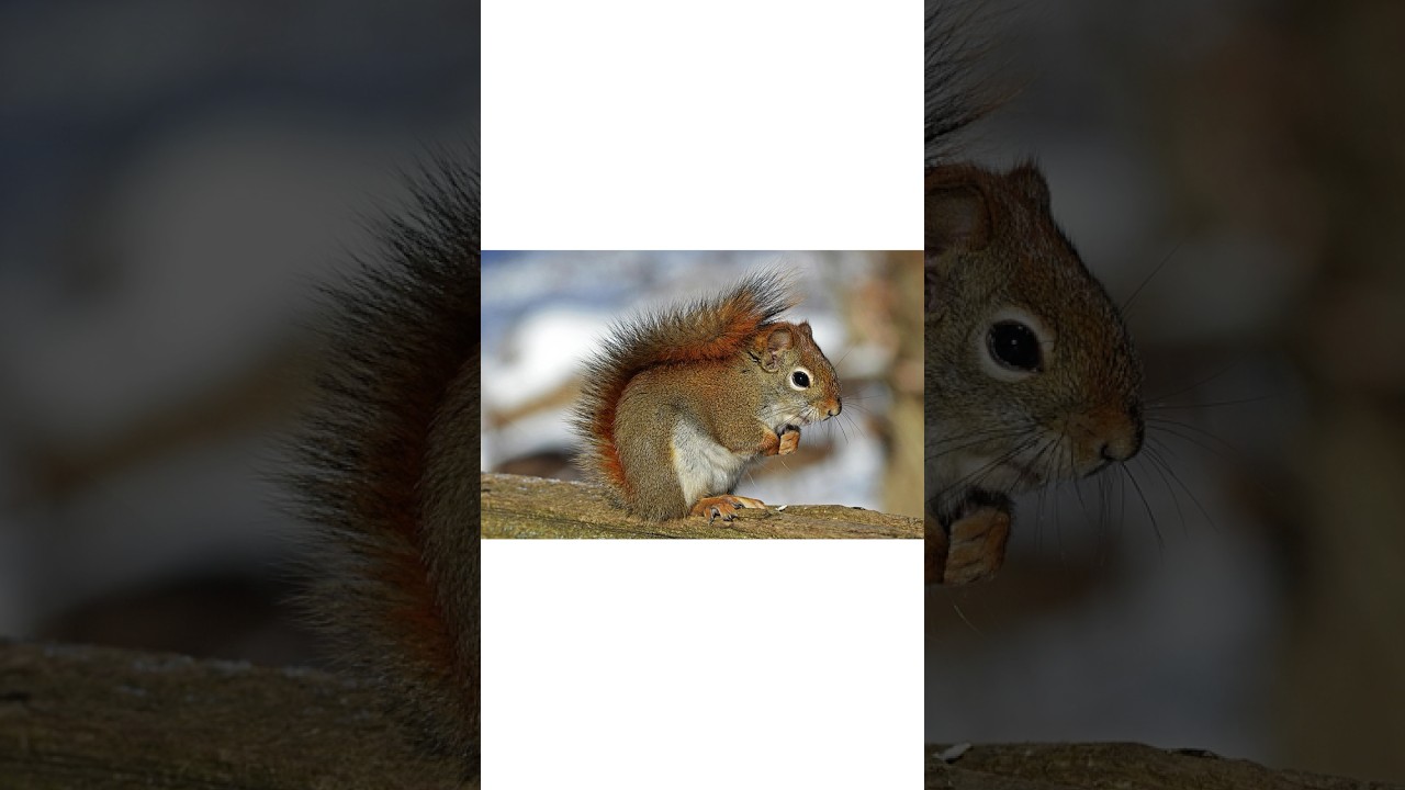 The World of Sciurus: Bushy-Tailed Squirrels Everywhere