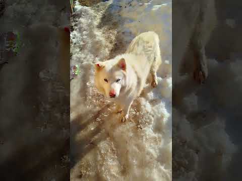 За Собакой уже Едут Заберать #помощьбездомным