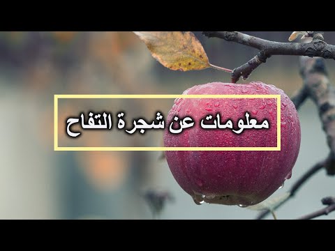 فيديو: متى ينضج التفاح؟