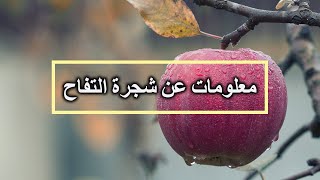 شجرة التفاح  – حقائق شجرة التفاح