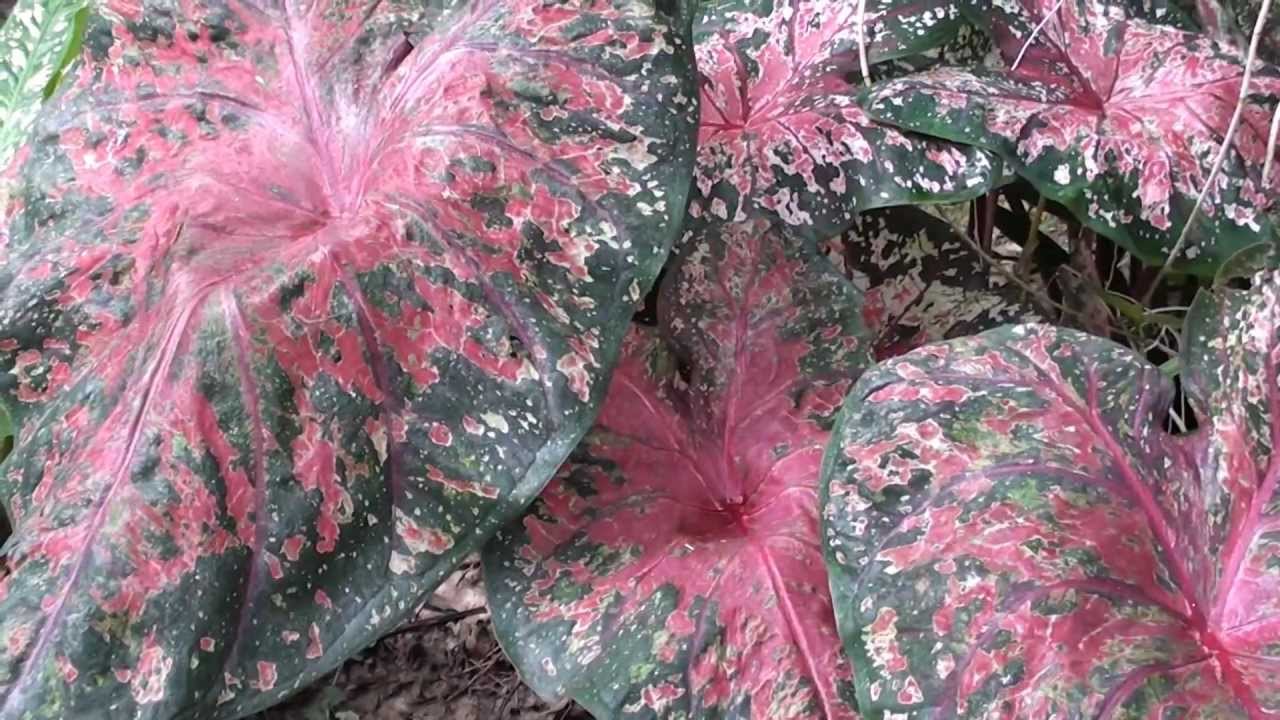 Tinhorão, Caladium bicolor, Plantas tóxicas, jardinagem 