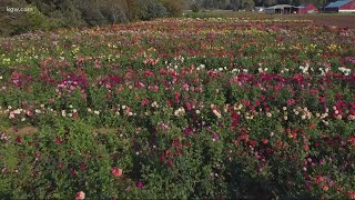 Grant’s Getaways: Oregon’s Dahlia Man