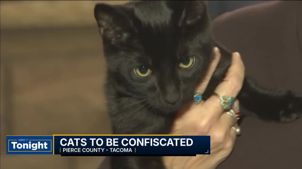 Crackdown on cat ownership for Pierce County couple