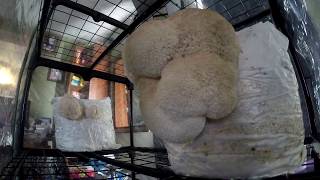 Lions Mane Time Lapse 2Nd Flush
