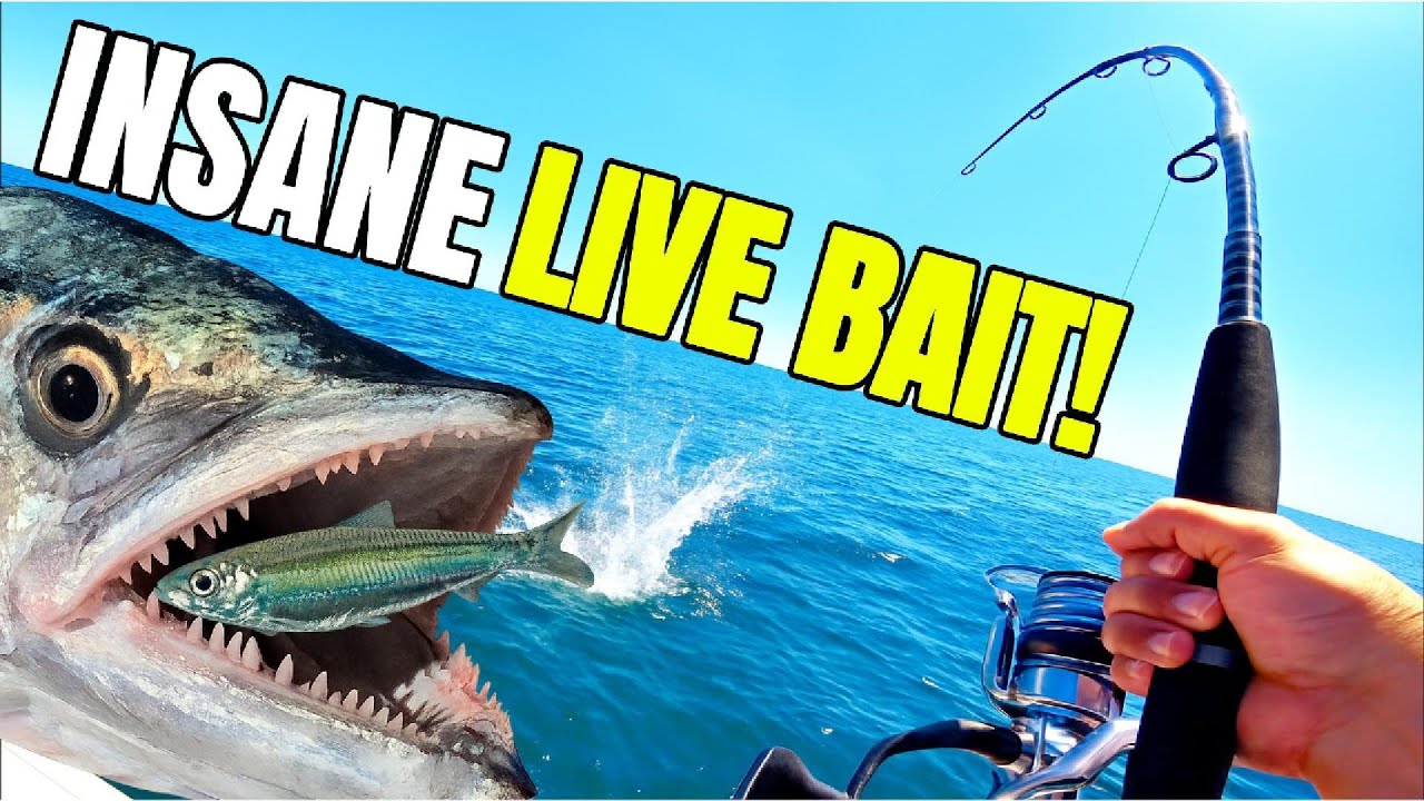 ЭПИЧЕСКИЕ битвы. ЛУЧШАЯ рыбалка на затонувшие корабли в Брисбене.