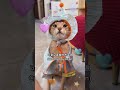Unveiling the Cutest Abyssinian Cat: Choose the Third One