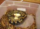 2008 Clutch#2 Ball Python eggs :(