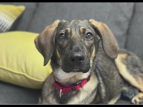 New Jersey man offering big cash reward for return of missing puppy ...