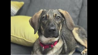New Jersey man offering big cash reward for return of missing puppy