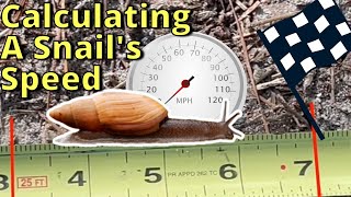 Measuring a Snail&#39;s Speed