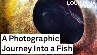 'It was a world where you could get lost.' | Photographer Stephen Gill | Louisiana Channel