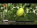 На Волині Володимир Болотін вирощує лимони, мандарини і апельсини