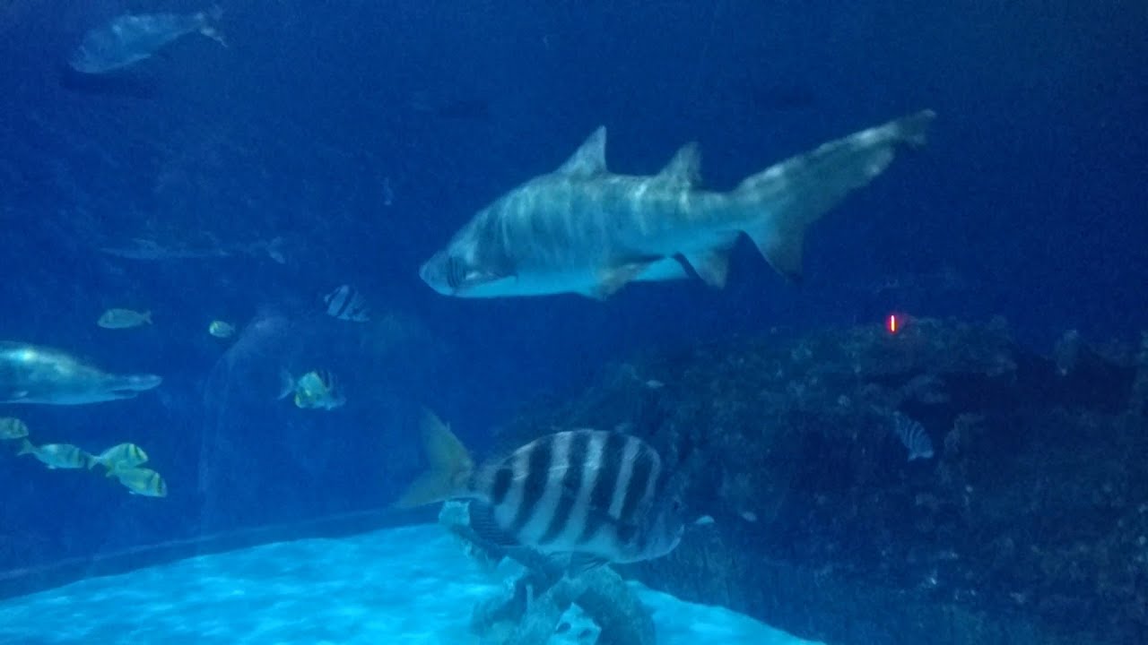 VLOG A Day at the Roanoke Aquarium (Manteo, NC) YouTube