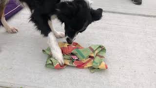 26 Hersenwerk voor je hond. De theedoek. 26 Hersenwerk voor je hond. De theedoek.