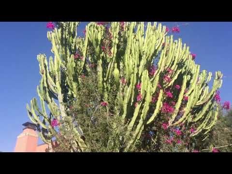 THE GIANT SUCCULENTS  Euphorbia ammak   LOVE OF PLANTS 