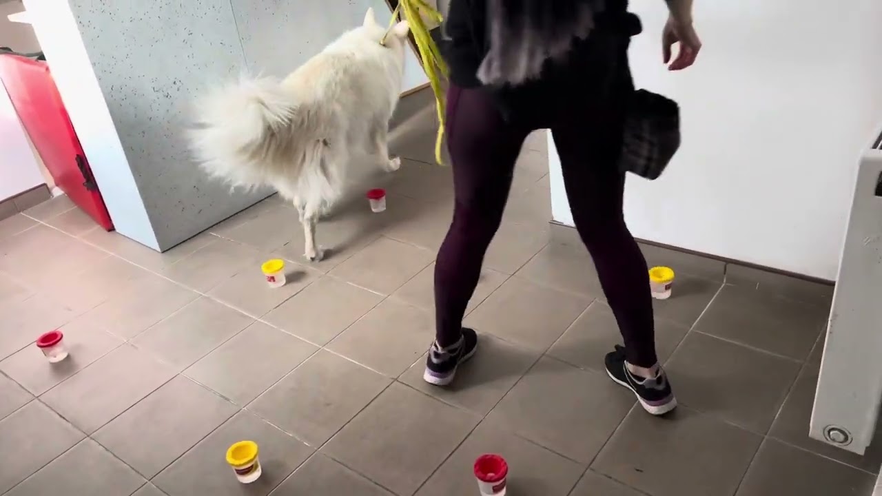 2023.09.30 Jesienne Zawody z PsiQuss’em, klasa 1 woda Kasia i Feri