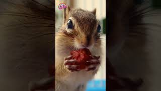 Squirrel Eating A Nut Watch Those Little Hands