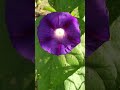 @flowerszoneforever Purple morning glory #flowerszone #flowers #shorts