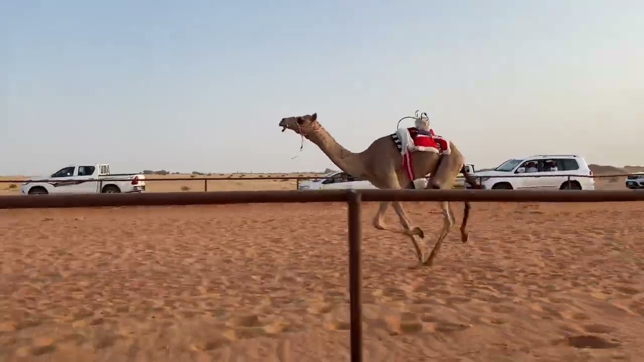 حايف/ سعد حمدان الشمري