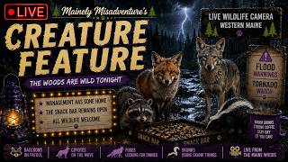 🌩️ LIVE Maine Wildlife Camera | Creature Feature | Storm Watch in the Maine Woods