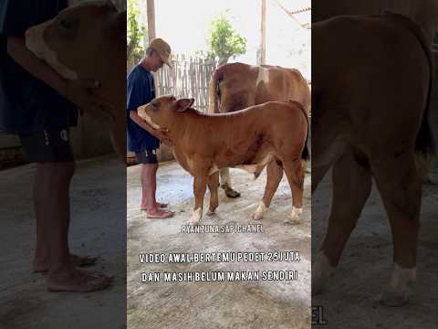 Awal bertemu pedet 25juta #sapi