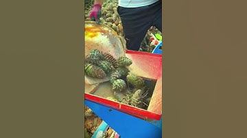 pine nut processing process from harvest to grinding machine #shorts