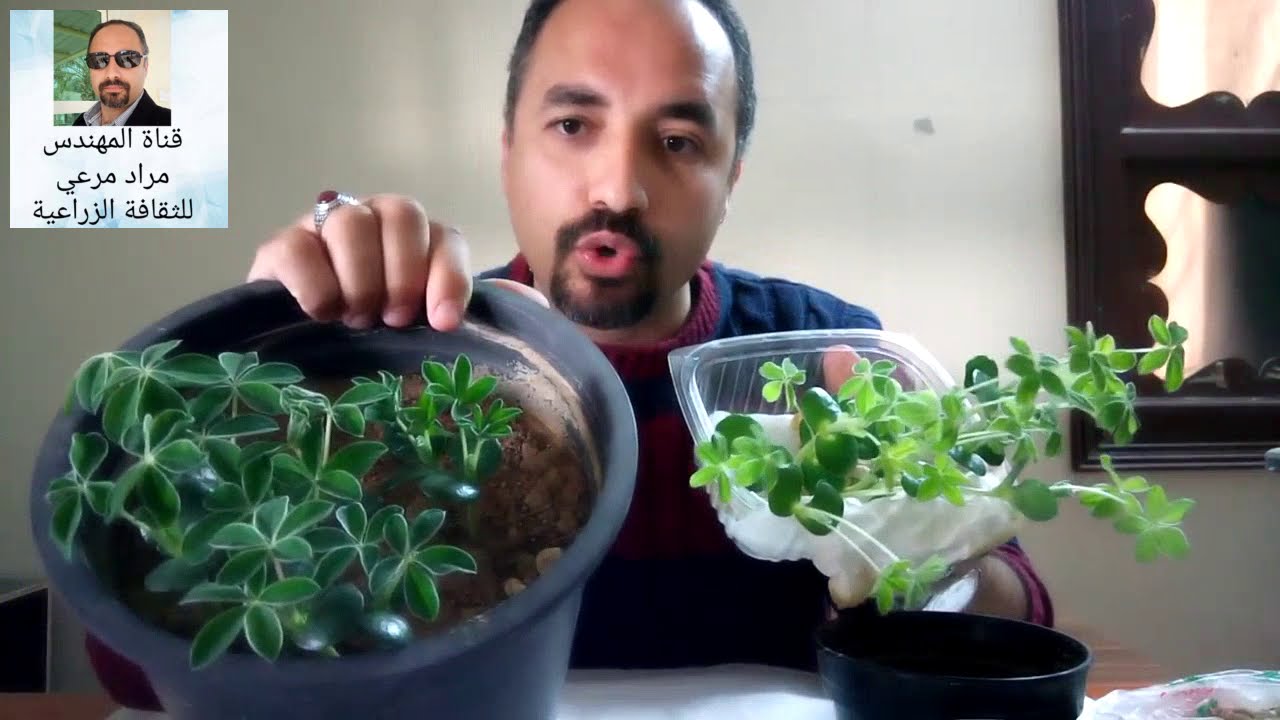 ترمس وطرق تكاثر وتسميد ورى Lupinus حلقة 147