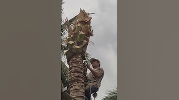 cưa cây dừa từng lóng từ ngọn xuống góc