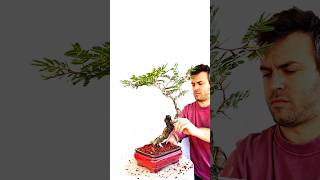 Check out those THORNS! 😈 Working on this Bullhorn Acacia #bonsai project 🌳🪾🌞