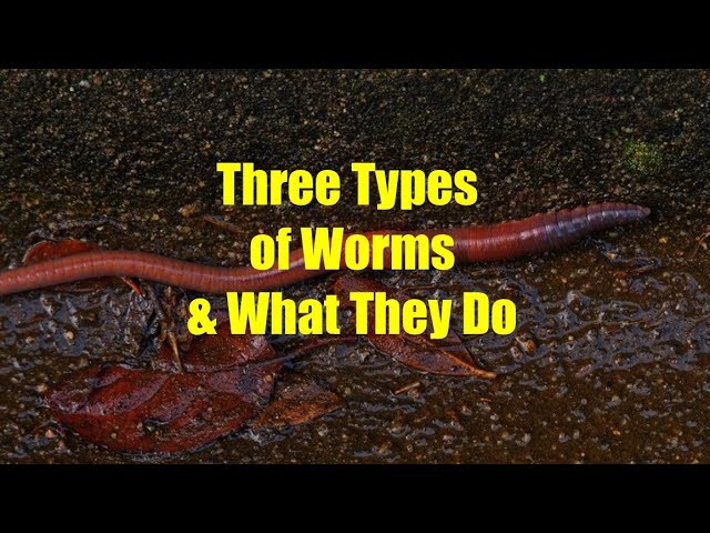 The three types of Worms & What They Do 