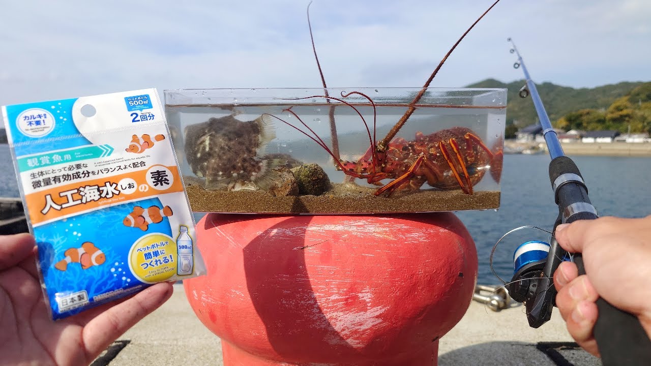 100均の人工海水　釣った魚は生きられるのか？
