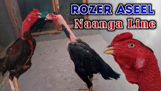 Rozer Aseel Naked Neck 🐓 by HC Birds Information