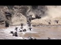 A Grande Migração dos Gnus / The Great Migration of Wildebeests