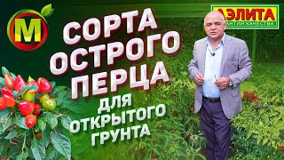 ЭТИ Острые Перцы Растут ОТЛИЧНО в Открытом Грунте