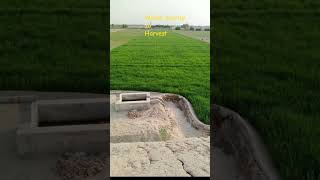 #wheat #youtubeshorts #fatiha#shortsfeed#shorts #quran #surah #islam #trending #foryou #viral #duet