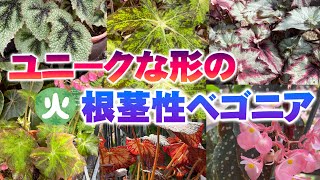 Rhizome Begonia that look like art in botanicalgarden - YouTube