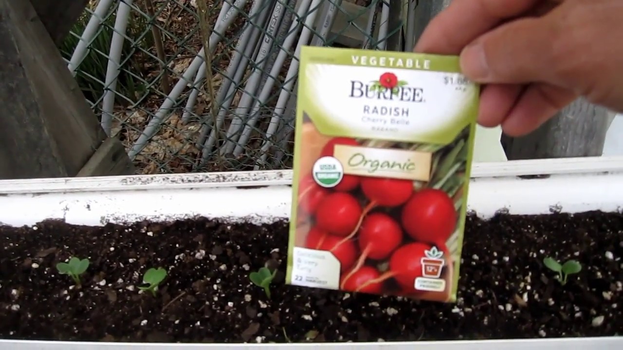 Growing Radishes in a Gutter Garden Zone 5 YouTube