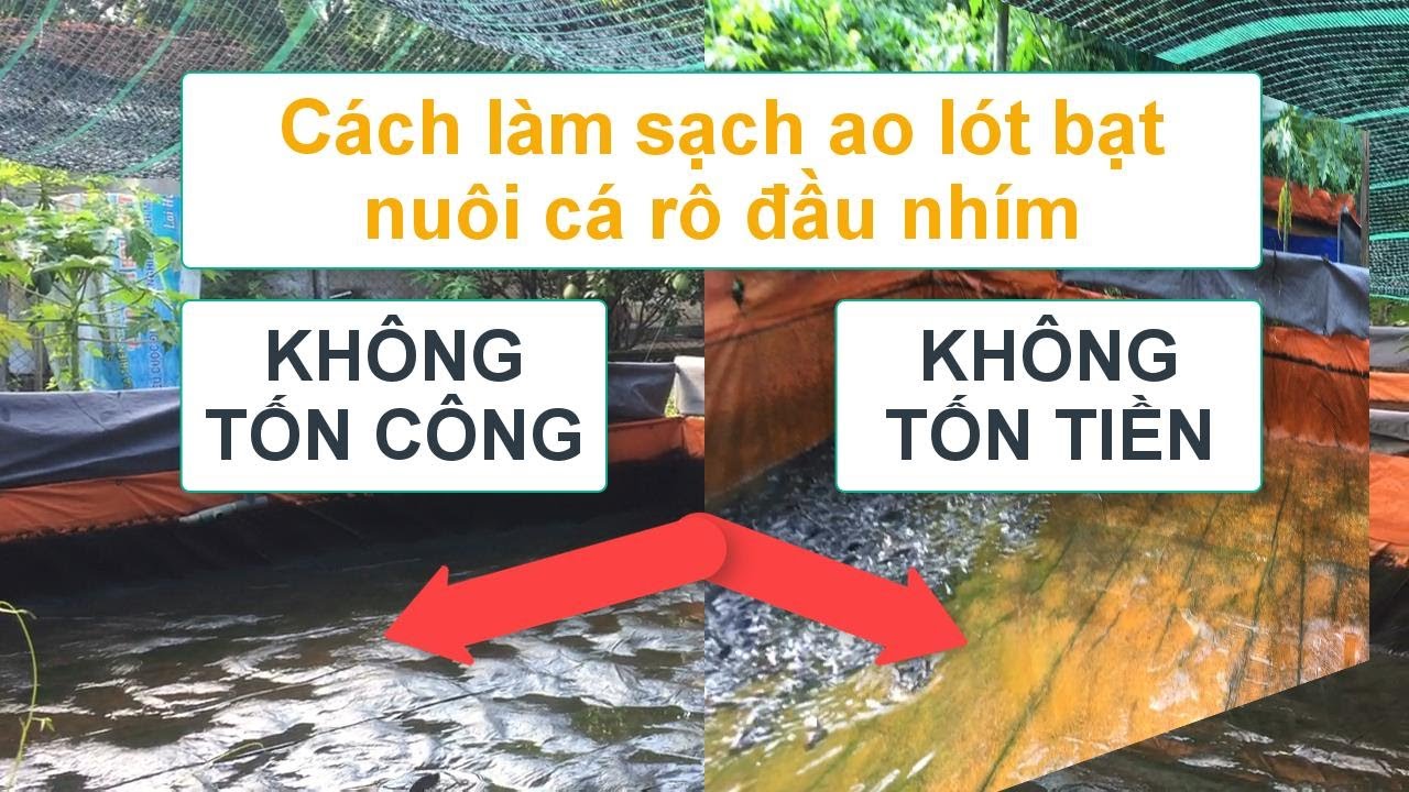 Làm sạch ao lót bạt nuôi cá rô đầu nhím không phải tốn công tốn tiền | Đó đây