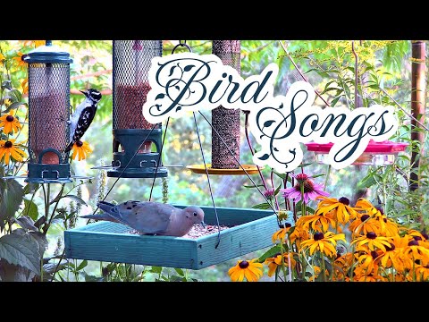 Uplifting Birds Singing in Spring (10hrs Uninterrupted)