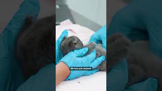 Rescuing kittens before the socialization window closes