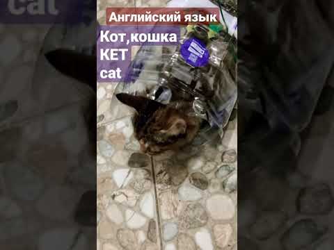 Английский язык.Кот,Кошка КЕТ