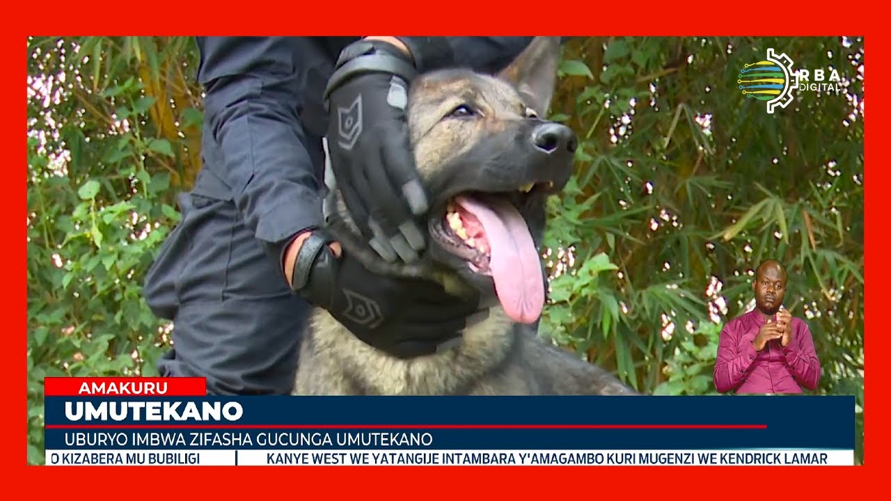 Menya byinshi kuri Canine Brigade, imbwa zifashishwa mu gucunga umutekano | Zoherezwa no mu butumwa